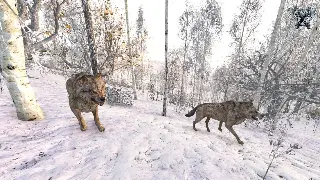 传奇私服GM工具大揭秘：一键起飞？还是毁号体验？